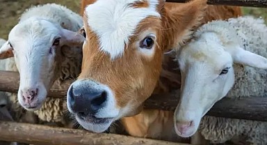 Vekaletle Kurban Kesim Bedeli Açıklandı