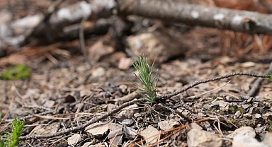 Yangın Yaralarının Üzerinden Yeni Yeşil Umutlar Yükseliyor