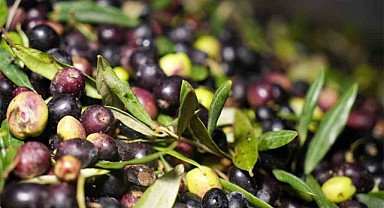 Zeytin Suyu Tartışması Büyüyor