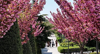 Bu manzara için Japonya'ya gitmenize gerek yok! Konya'da Sakura mevsimi başladı
