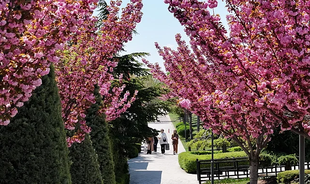 Bu manzara için Japonya'ya gitmenize gerek yok! Konya'da Sakura mevsimi başladı