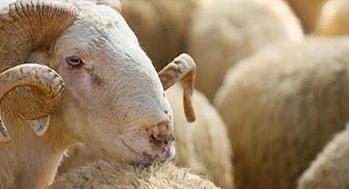 Kurban alırken nelere dikkat edilmeli?