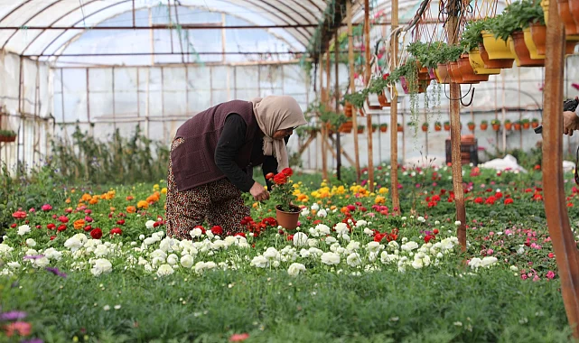 Muğla'da 28 milyon çiçek kadın emeğiyle üretildi