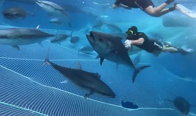 Alanya açıklarında 28 orkinos uydu vericisiyle takibe alındı