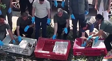 Bursa'da tedavileri tamamlanan yaban hayvanlar doğaya salındı