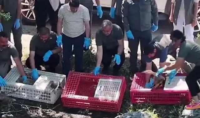 Bursa'da tedavileri tamamlanan yaban hayvanlar doğaya salındı