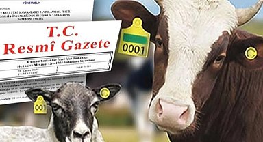 Hayvan küpeleme sisteminde yeni dönem... Karekod geliyor, il kodlu küpelerin süresi uzatıldı