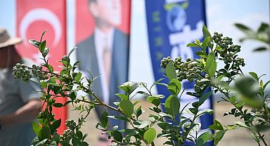 İpsala'da 150 bin yaban mersini dikilecek