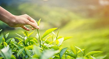 Karadeniz'de yeni sezonun ilk hasadı