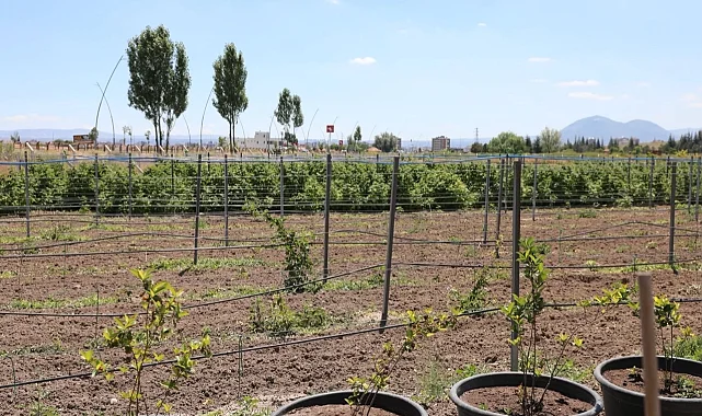 Kayseri Kocasinan'da 60 bin fideli tarımsal üretim