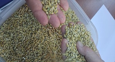 Keşan'da ilk arpa hasadı satıldı... İlk ürün 17,50 TL'den satıldı