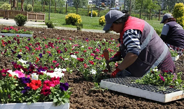 Ordu'nun çiçekleri Büyükşehir seralarında üretiliyor