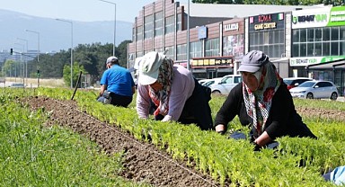 Osmangazi’de Park ve Bahçeler Çalışmalarıyla İlçe Rengârenk Görünüme Kavuşuyor