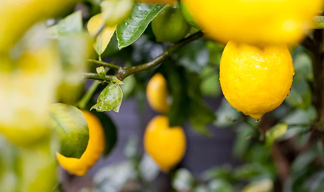 Türkiye'nin limon ihracatı 22 yılda 2,5 kat arttı