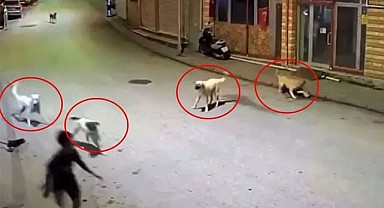 10 Yaşındaki Çocuğa Köpek Dehşeti