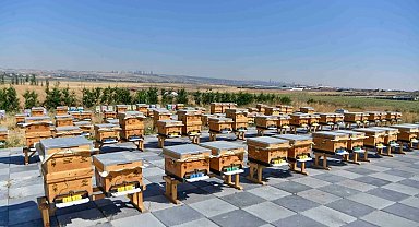 ABB'den arıcılığa büyük destek