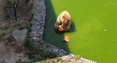 Anadolu Harikalar Diyarı Hayvanat Bahçesi'nde yaz tedbiri