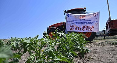 Ankara'da domates güvesine karşı "Akıllı Böcek" projesi