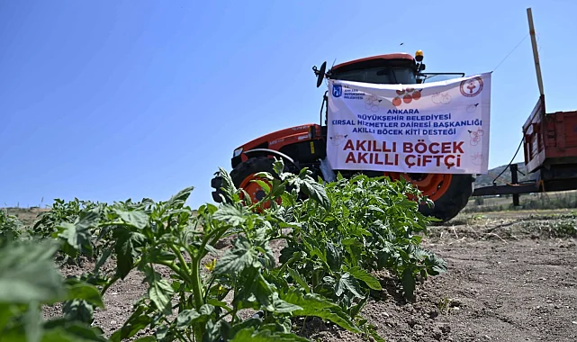 Ankara'da domates güvesine karşı "Akıllı Böcek" projesi