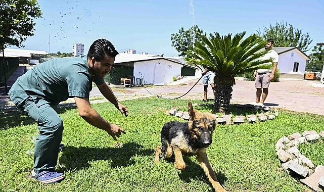 Antalya Muratpaşa'dan patili dostlara serin dokunuş