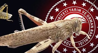 Bakanlıktan 'çekirge istilası' açıklaması... Ekonomik zarar oluşturan popülasyon yok