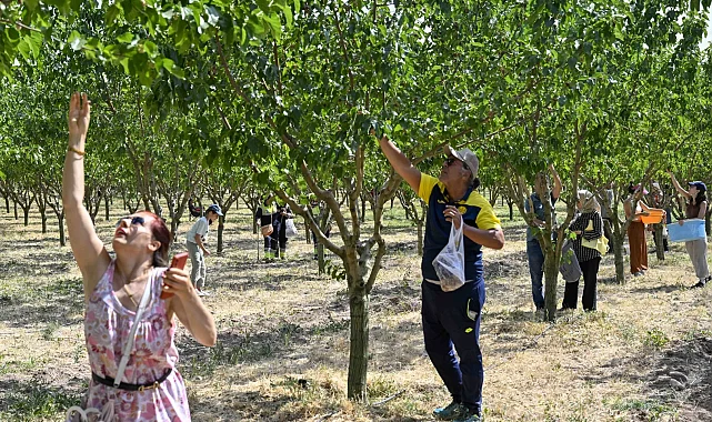 Başkentliler ATA Çiftliği'nde hasat coşkusunu yaşadı