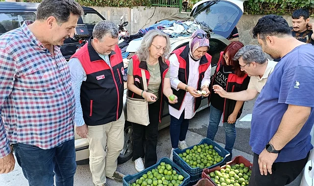 Bursa siyah inciri için ilek kontrolleri tamamlandı