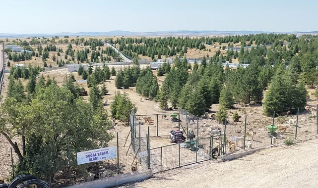 Eskişehir Büyükşehir'den sahipsiz hayvanlara yeni proje