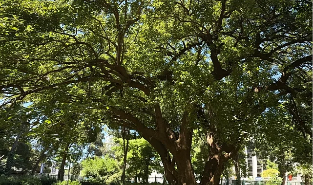 İzmir'de Kültürpark'ın köklerine yolculuk