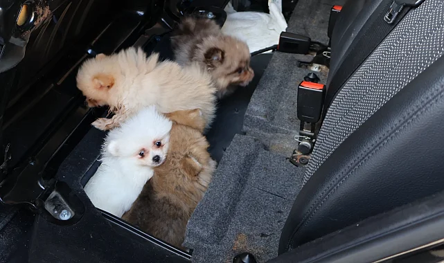 Kapıkule'de araçta gizlenen 5 yavru köpek ele geçirildi