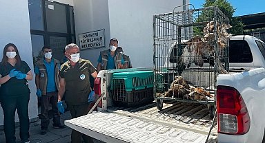 Kayseri Büyükşehir 35 yaban kuşunu doğaya kazandırdı