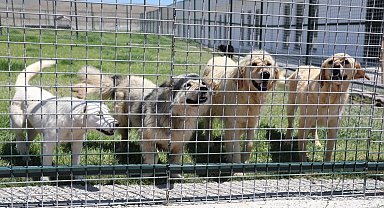 Kayseri Kocasinan'da can dostlara tam donanımlı yaşam merkezi