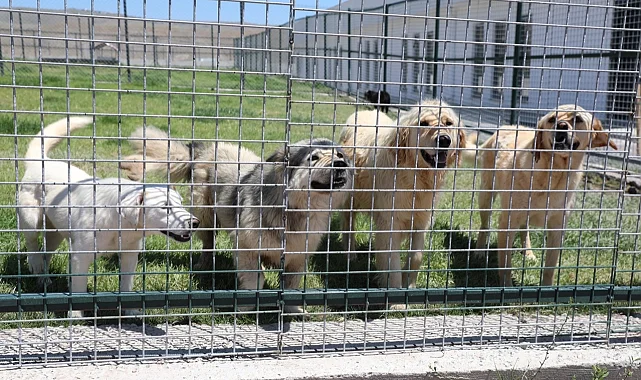 Kayseri Kocasinan'da can dostlara tam donanımlı yaşam merkezi