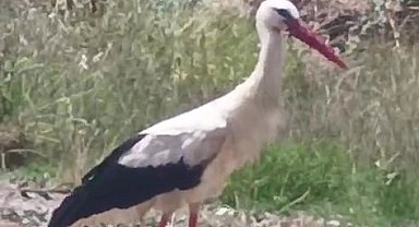 Keşan'ın da "Yaren"i olabilir!