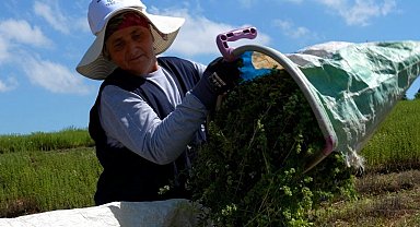 Kocaeli'de TABİP projesiyle kekik hasadı başladı