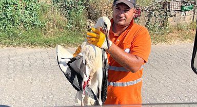 Muğla Milas'ta yaralı leyleğin imdadına yetişti