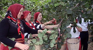 Ordu'da fındık hasadında işçi sorununa çözüm