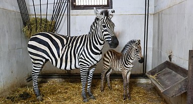 Türkiye’nin en büyük zebra sürüsünde yeni üye heyecanı