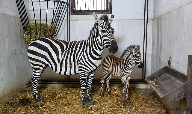 Türkiye’nin en büyük zebra sürüsünde yeni üye heyecanı