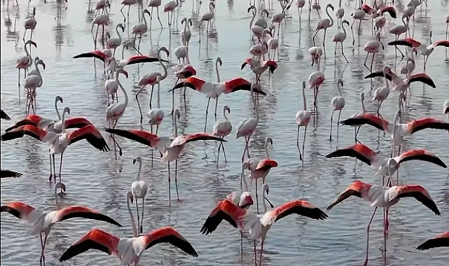 Tuz Gölü'nde flamingo sevinci